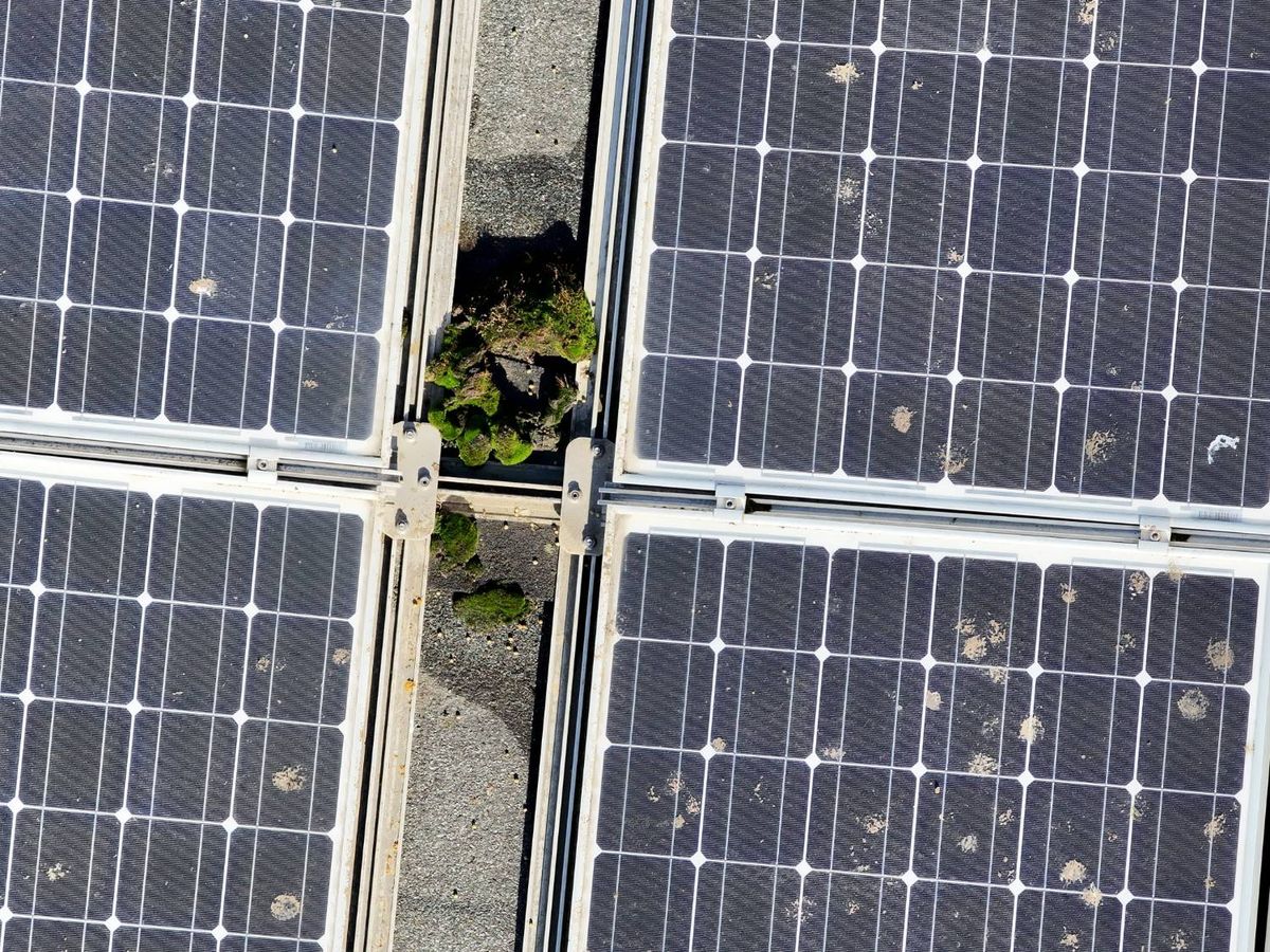 PV-Inspektion im Echtbild: Bewuchs zwischen den Modulreihen und Vogelkot auf dem Modulglas